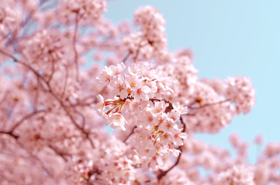 Spring Fever Hits Korea: Blossoms, Pandas, and a 92-Year-Old Graduate