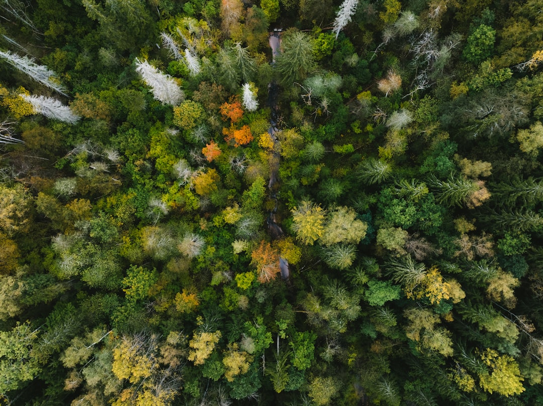Nature's Fightback: How Rewilding and New Fungi are Saving Habitats
